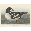 Golden-Eye Duck