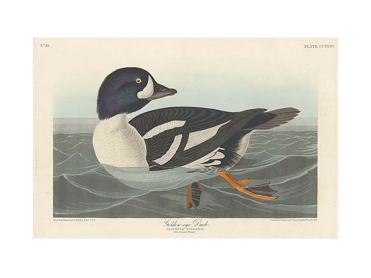 Golden-Eye Duck