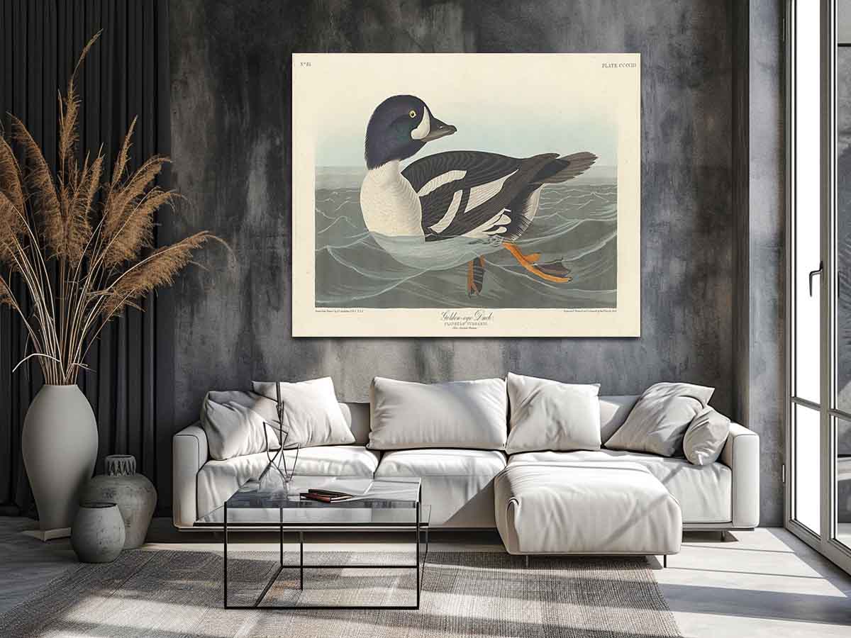 Golden-Eye Duck