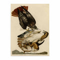 Red Tailed Hawk