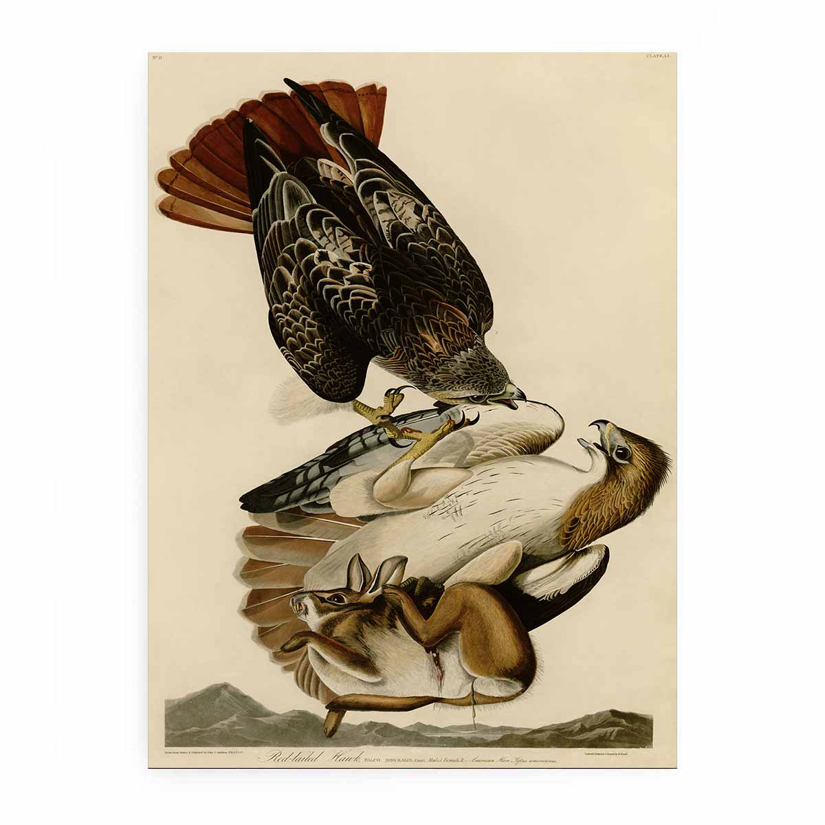 Red Tailed Hawk