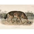 Red Texan Wolf