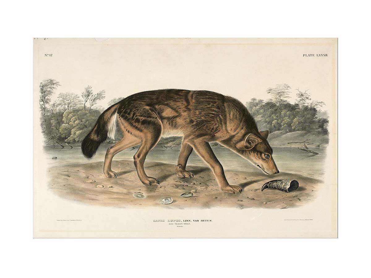 Red Texan Wolf