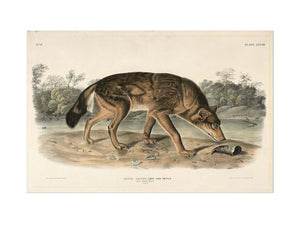 Red Texan Wolf