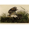 Winter Hawk (Plate 71)