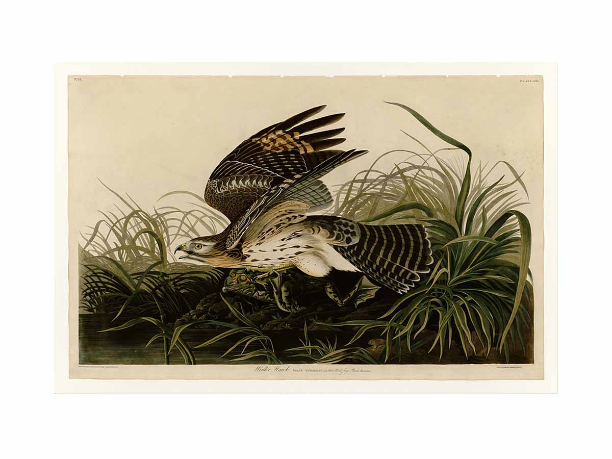 Winter Hawk (Plate 71)