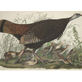 Great American Hen And Young (Plate Vi)