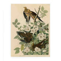 Carolina Turtle Dove (Plate 17)