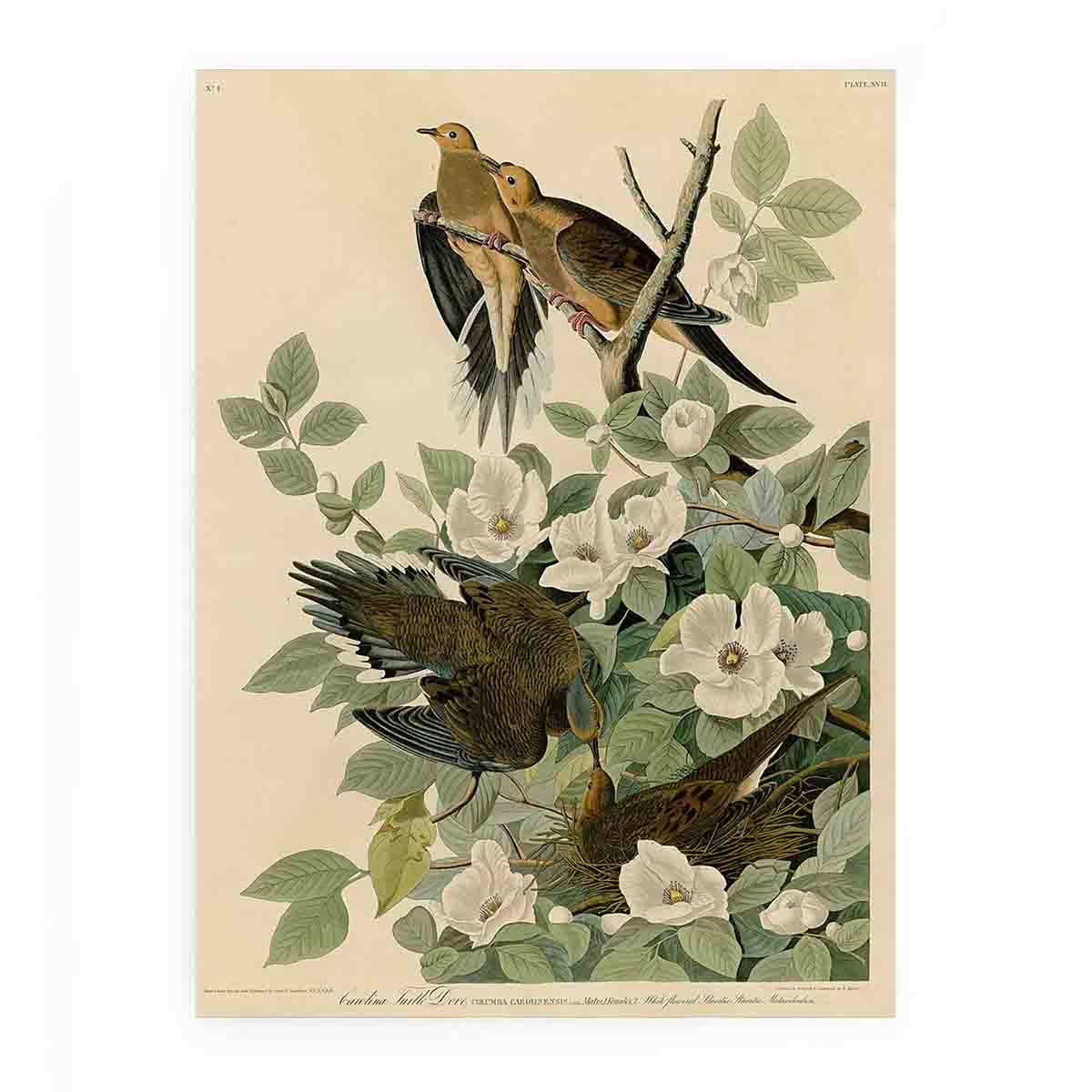 Carolina Turtle Dove (Plate 17)