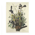 The Mocking Bird (Plate 21)