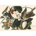 Black-Billed Cuckoo (Plate 32)