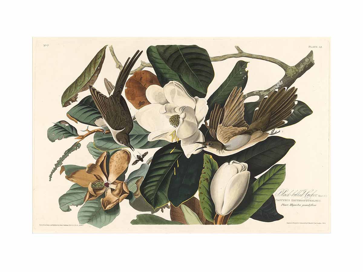 Black-Billed Cuckoo (Plate 32)