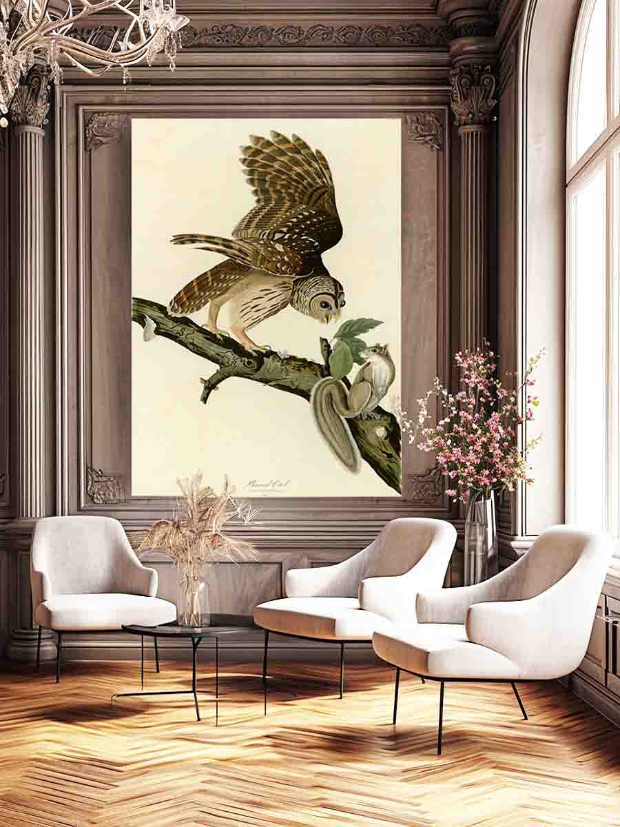 Barred Owl (Plate 46)