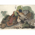 Ruffed Grous (Plate 41)