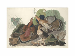 Ruffed Grous (Plate 41)