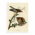 Red-Shouldered Hawk (Plate 56)
