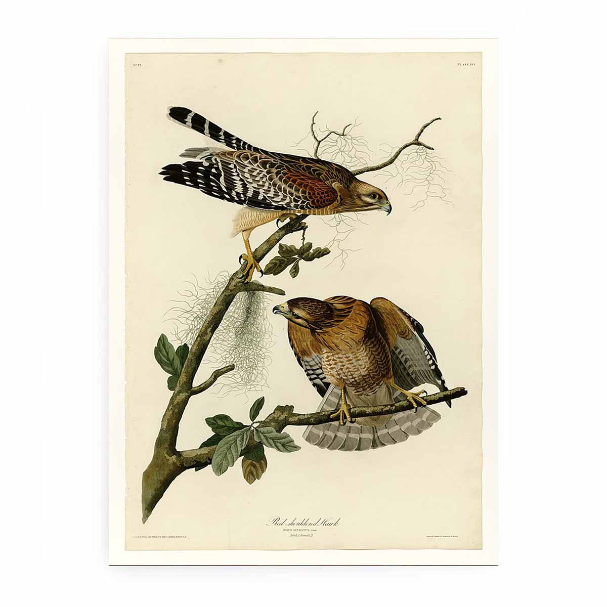 Red-Shouldered Hawk (Plate 56)