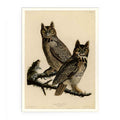Great Horned Owl (Plate 61)