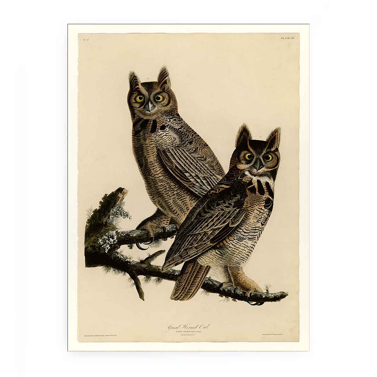 Great Horned Owl (Plate 61)