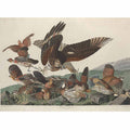 Virginian Partridge (Plate 76)