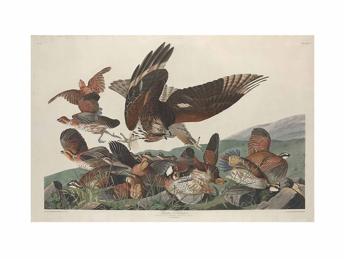 Virginian Partridge (Plate 76)