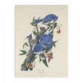 Blue Jay (Plate C11)