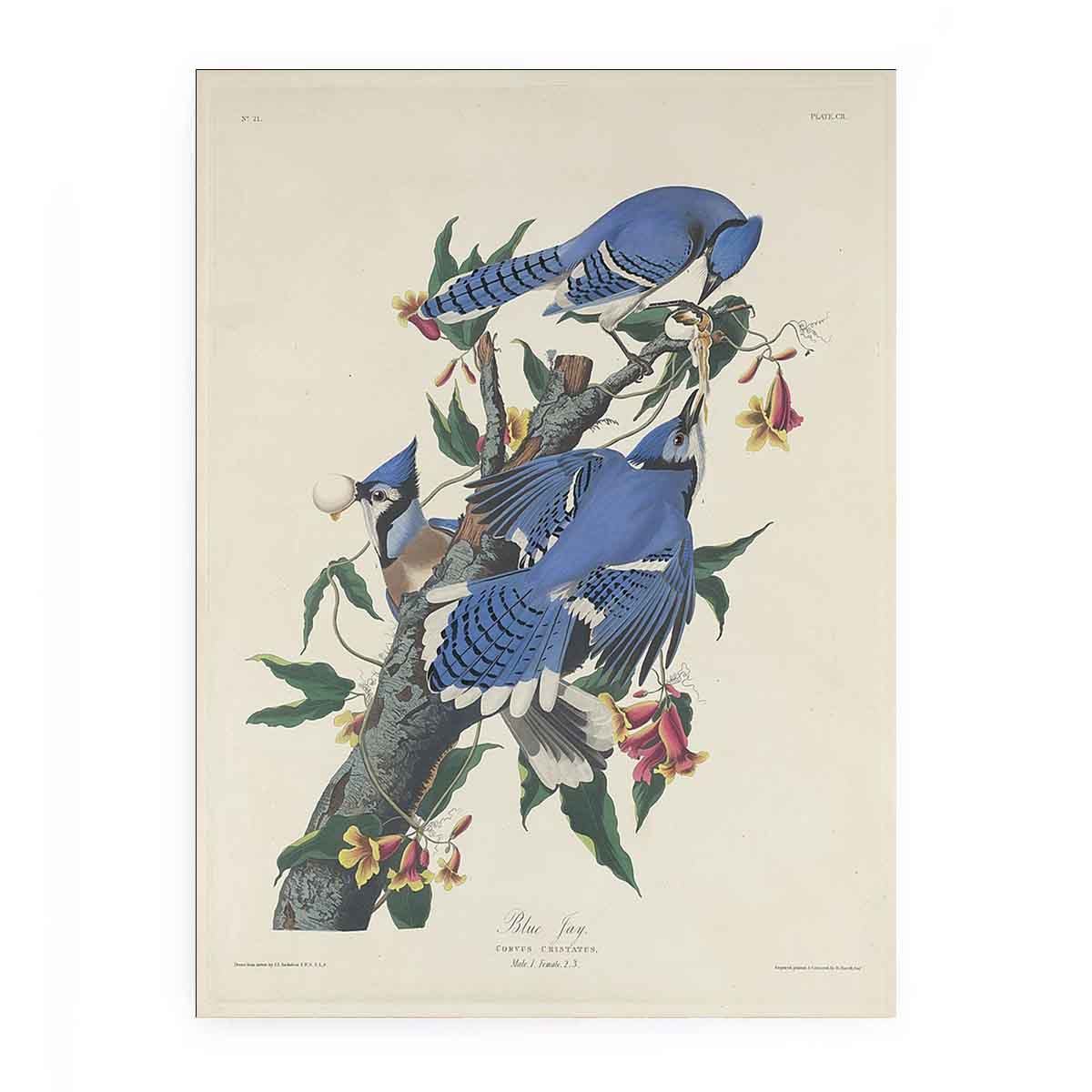 Blue Jay (Plate C11)