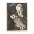 Snowy Owl