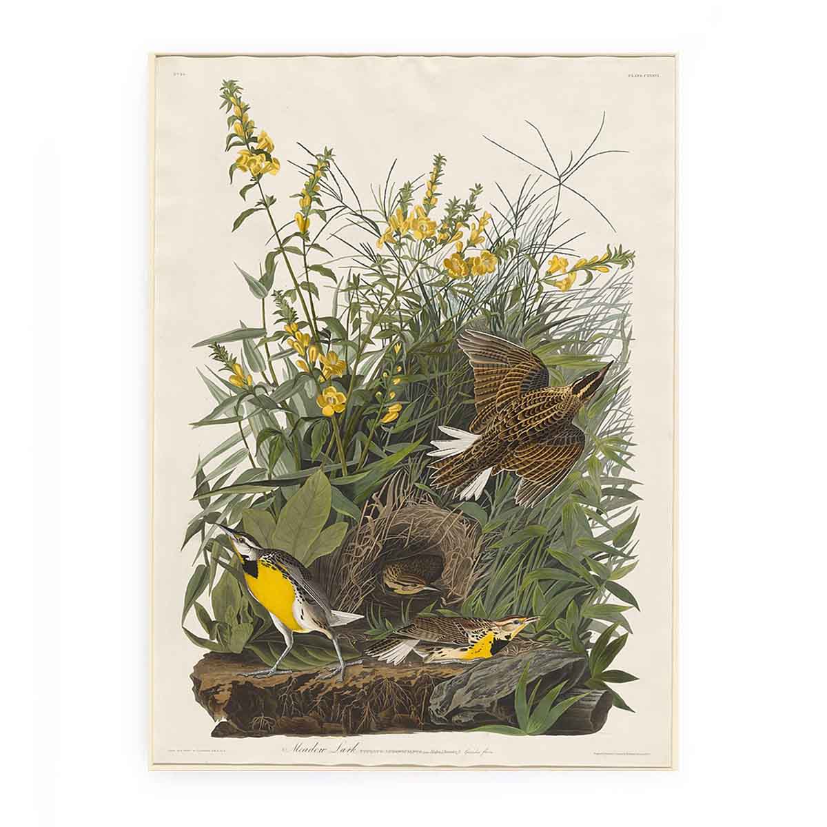 Meadow Lark (Plate Cxxxvi)