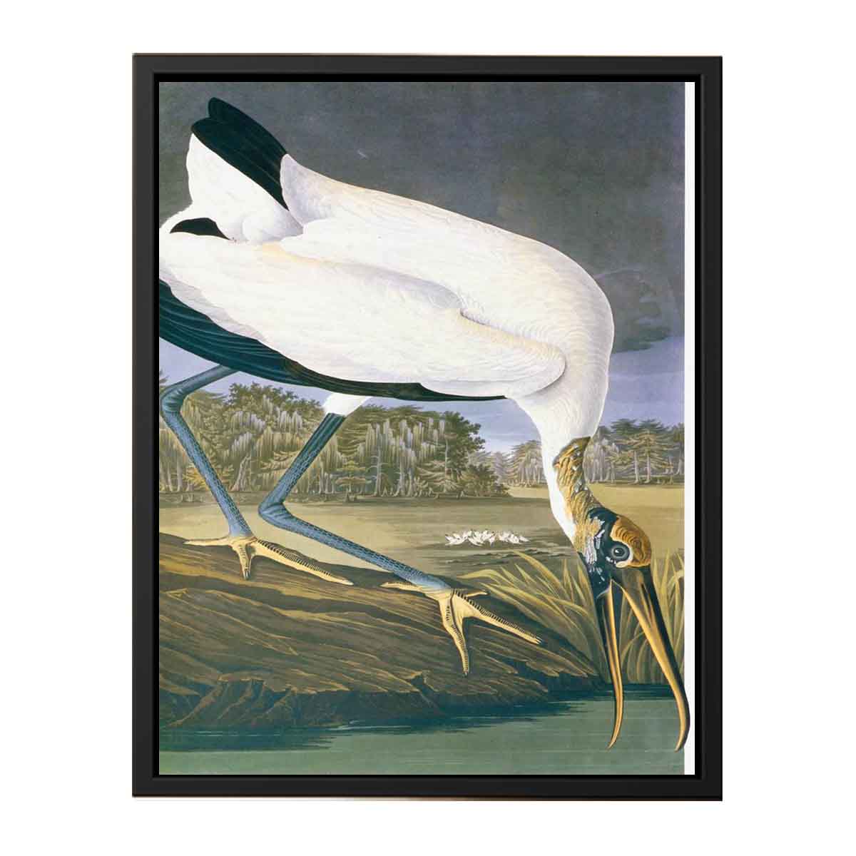 American Stork
