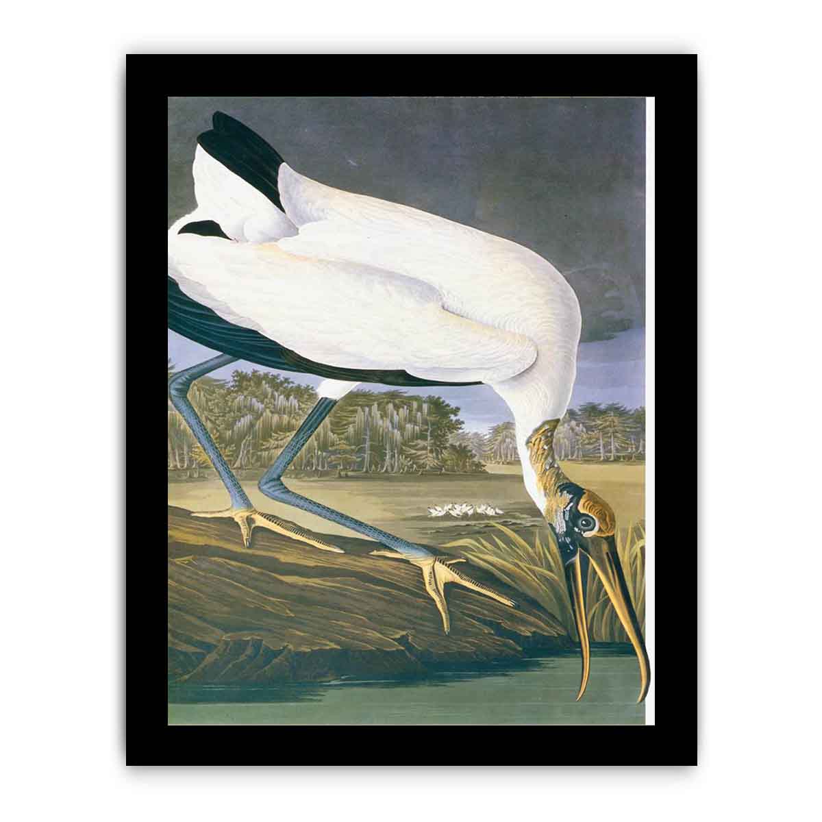 American Stork