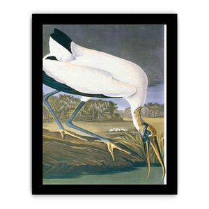 American Stork