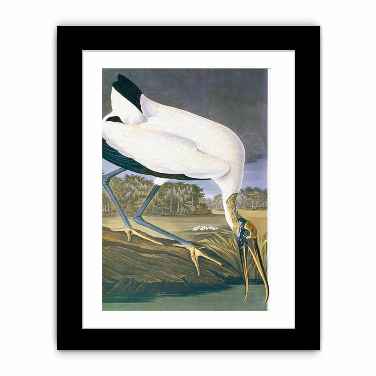 American Stork