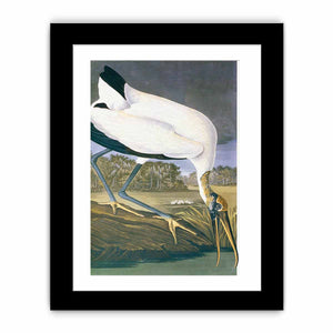 American Stork