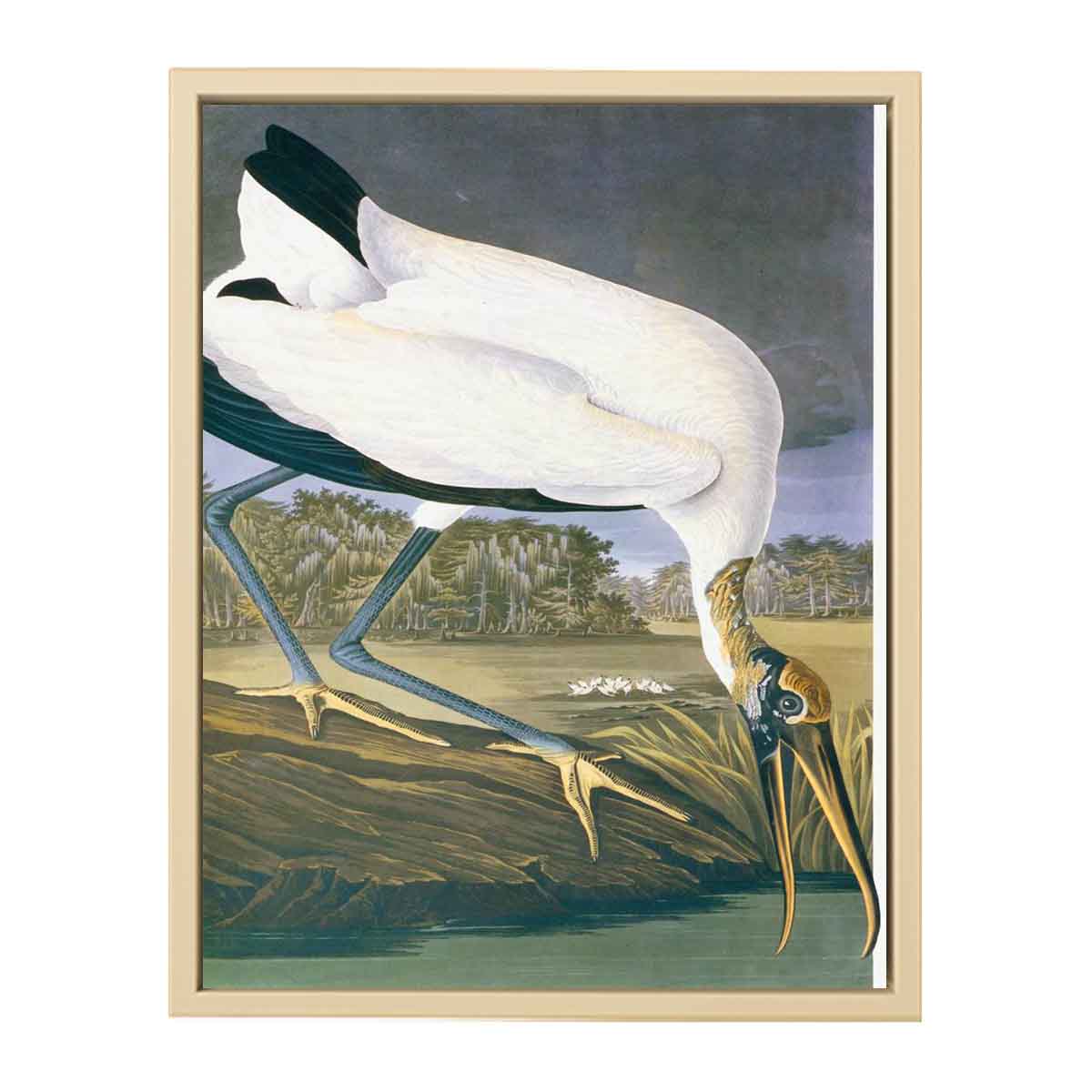 American Stork