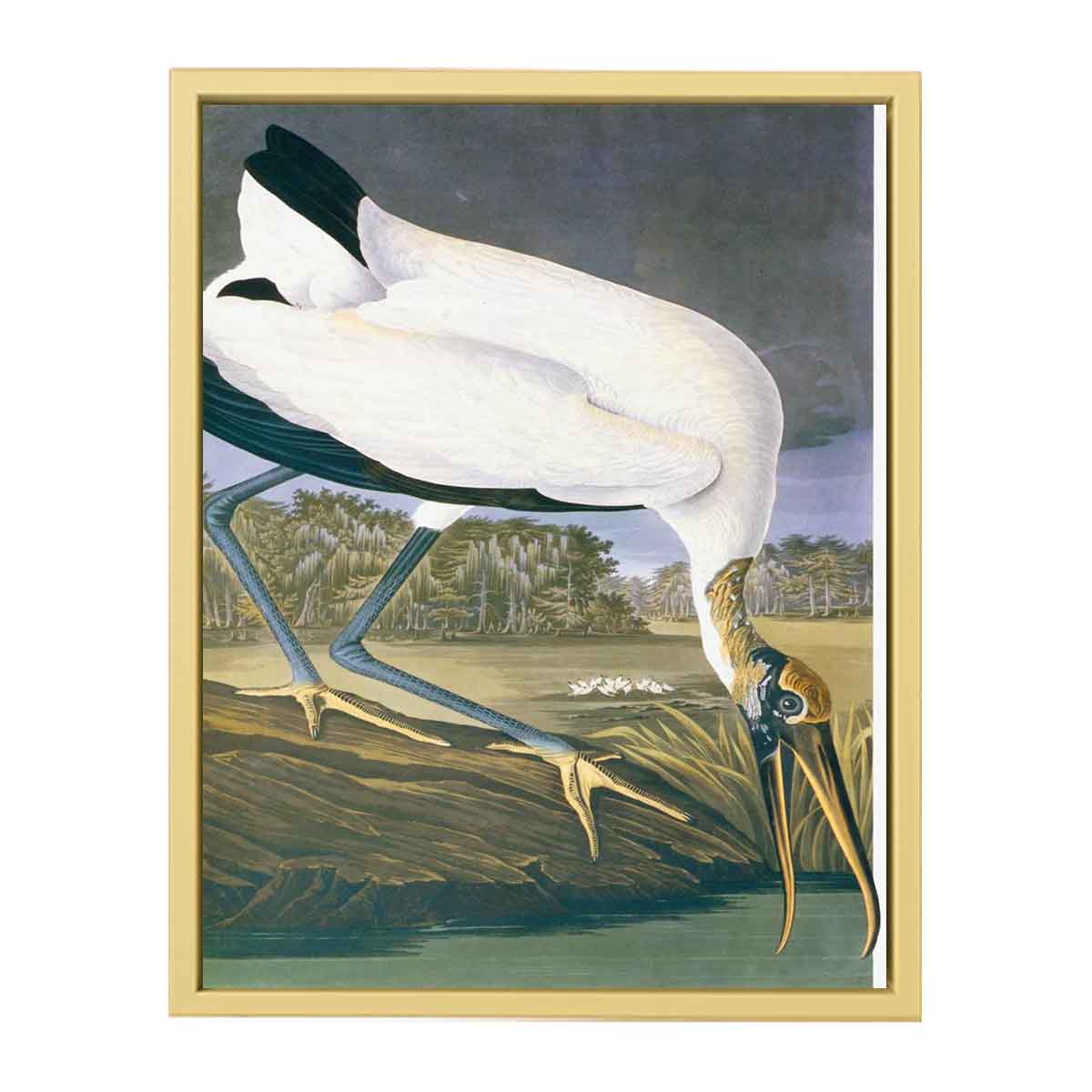 American Stork