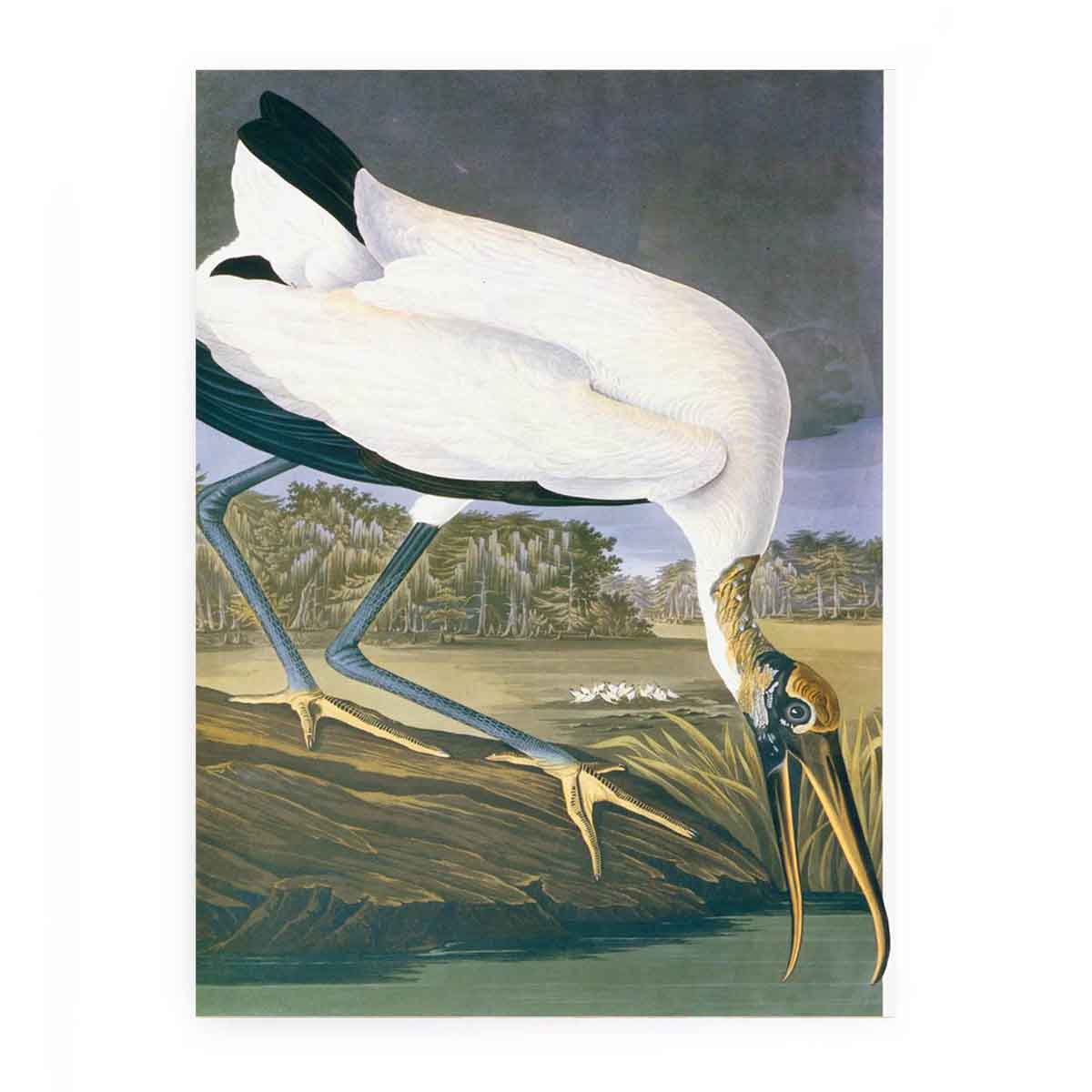 American Stork