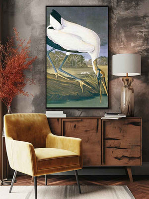 American Stork