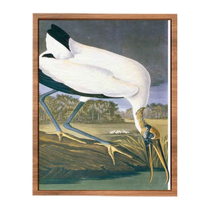 American Stork