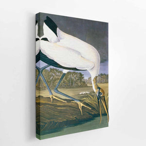 American Stork