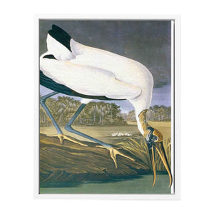 American Stork