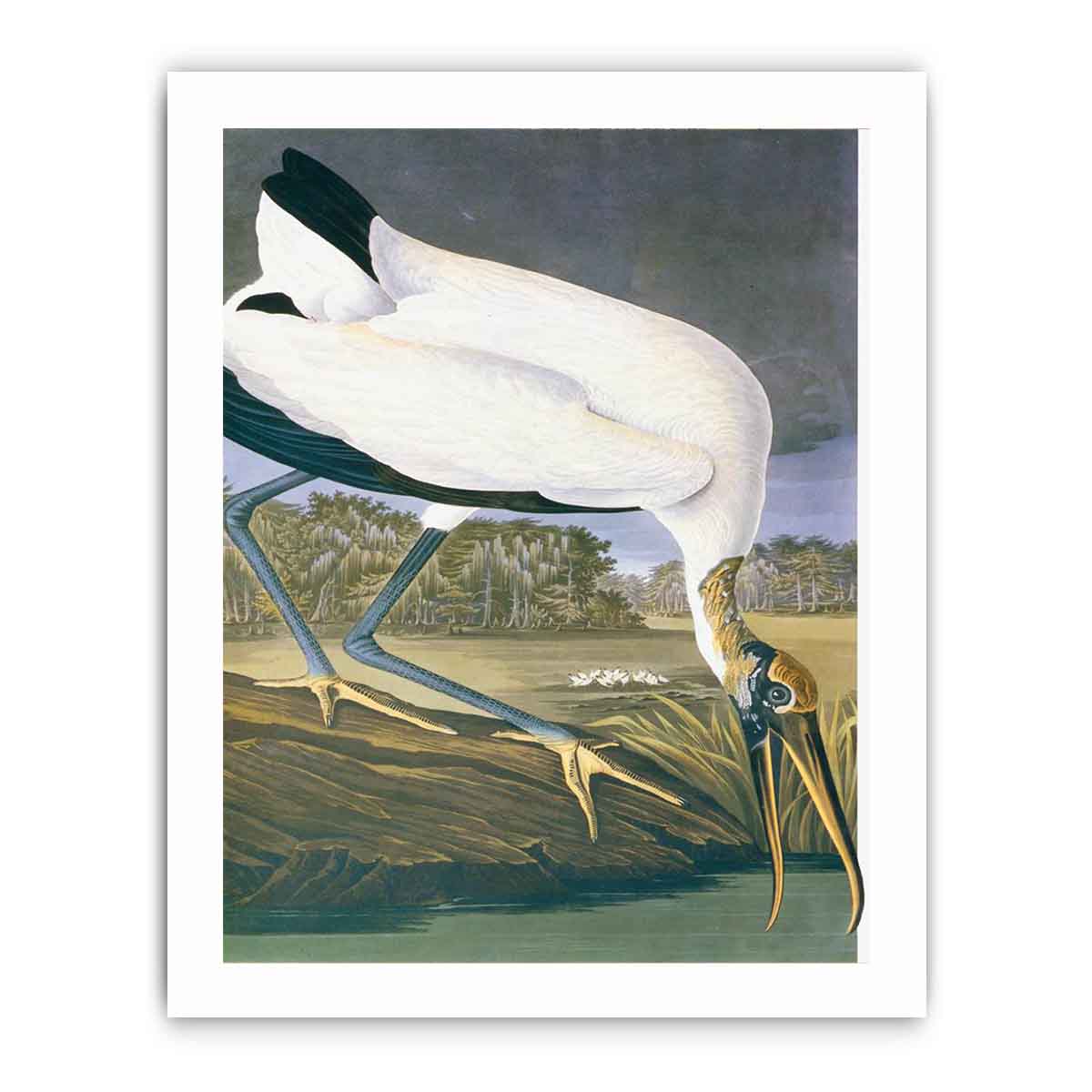 American Stork