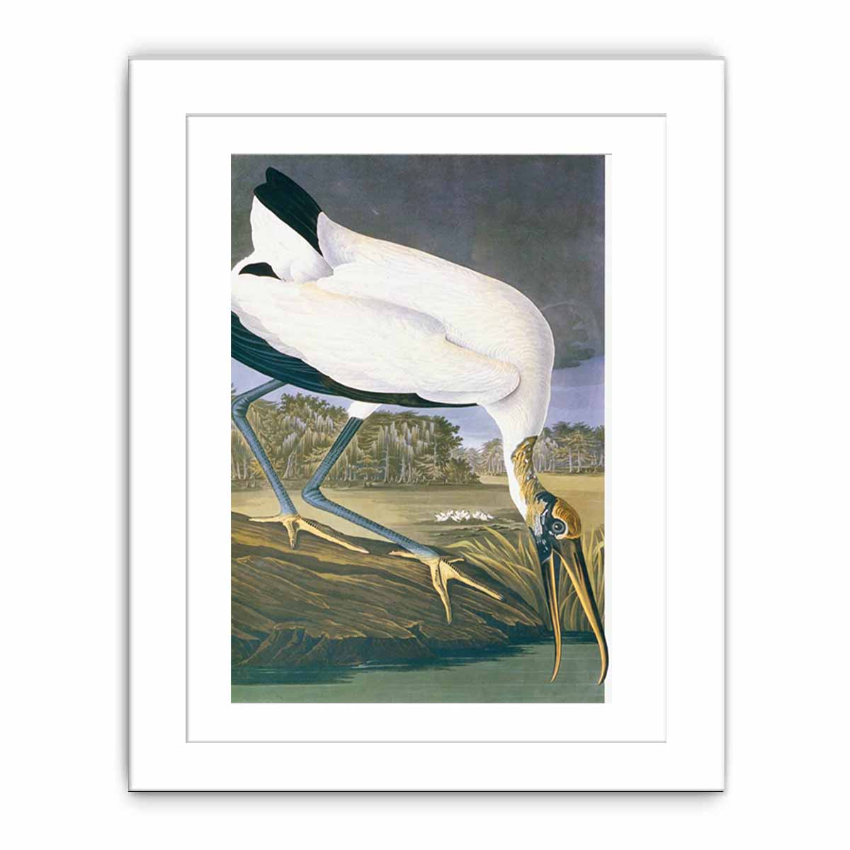 American Stork
