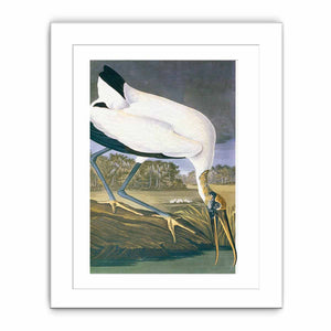 American Stork