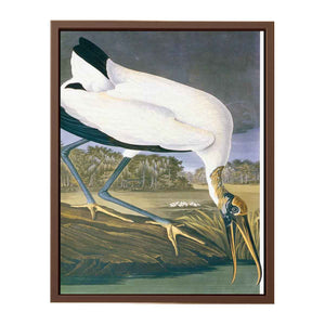 American Stork