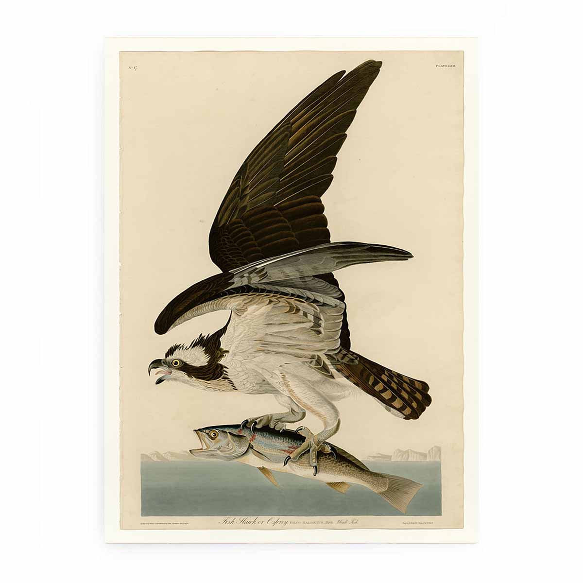 Fish Hawk