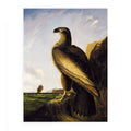 Washington Sea Eagle