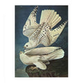 White Gerfalcons