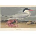 Cayenne Tern