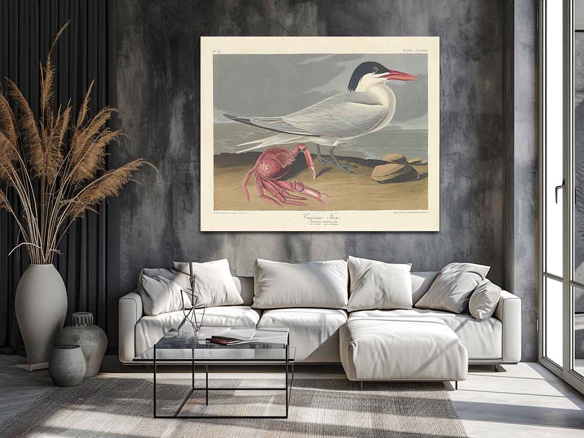Cayenne Tern